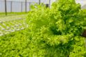 plantacao_hidroponica_alface_foto_rdziura-6907.jpg