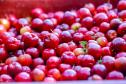 acerola001.jpg