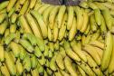 banana_foto_roberto_dziura_jr-4487.jpg