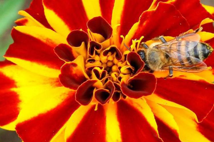 em toda a extensão da foto, um flor em tons vermelho e amarelo intensos, com uma abelha pousada próximo ao seu miolo