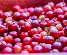acerola001.jpg
