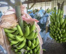 banana008_1.jpg
