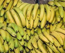 banana_foto_roberto_dziura_jr-4487.jpg