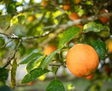 laranja_foto_rdziura-8997.jpg