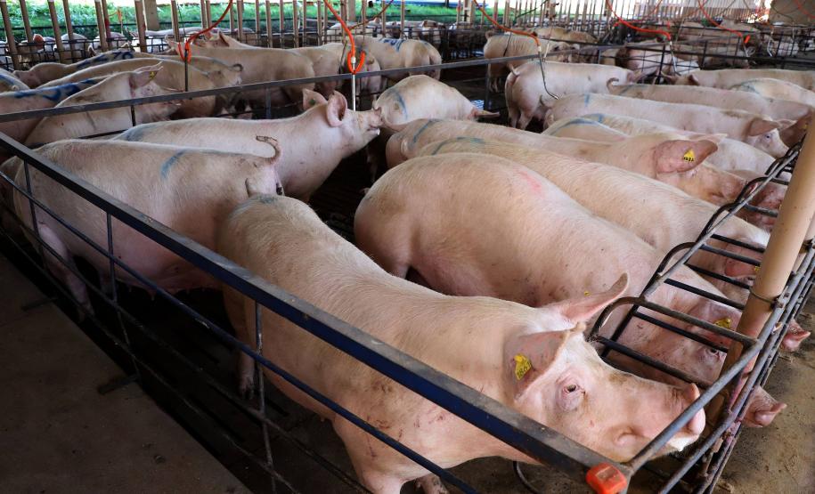 03granja_de_suinos_21