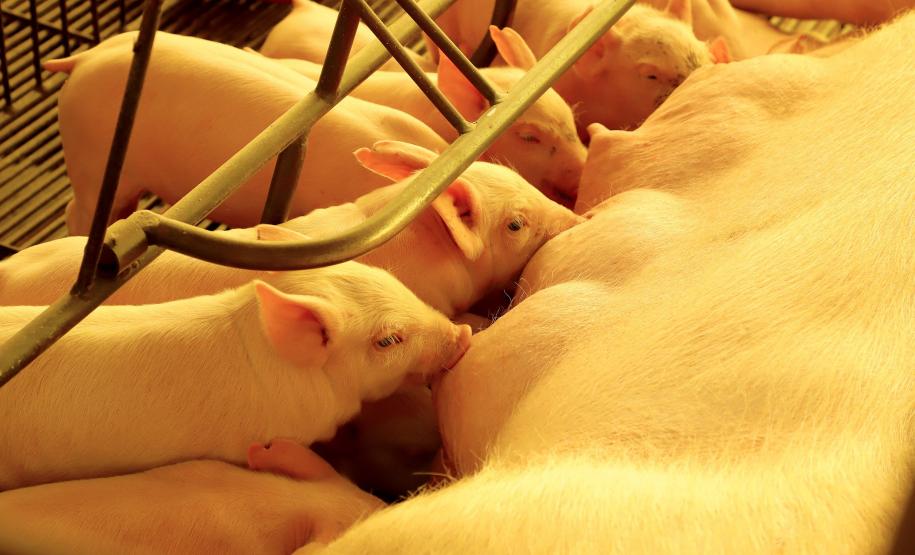 03granja_de_suinos_52