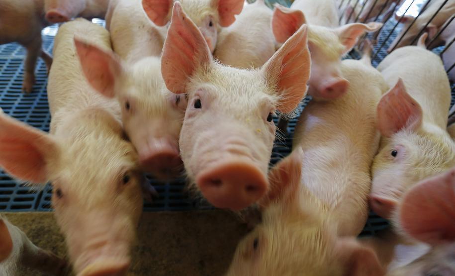 palotina_suinocultuta