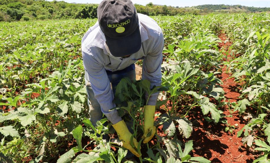 Painel Agropecuária Paranaense amplia divulgação sobre crescimento da produção