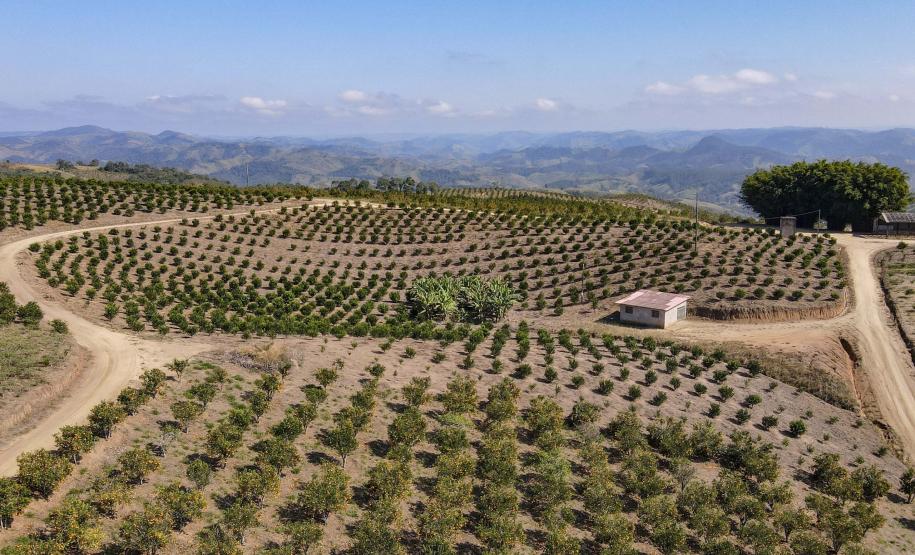 Paraná em Números: painel do Ipardes apresenta dados econômicos e do agronegócio